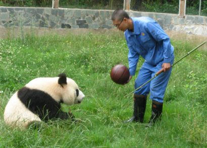 大熊猫“踢”足球过成年礼