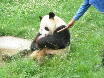 大熊猫“踢”足球过成年礼