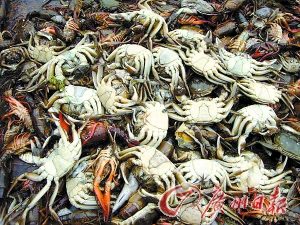 湖南漉湖约40万亩水域遭污染大量鱼虾死亡