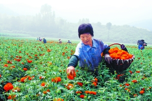 收获鲜花