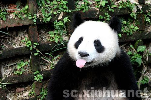 四川成都：大熊猫悠闲度炎夏