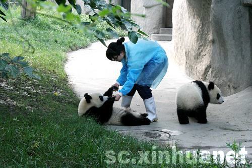 四川成都：大熊猫悠闲度炎夏
