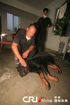 29只警犬服驱虫药后死亡