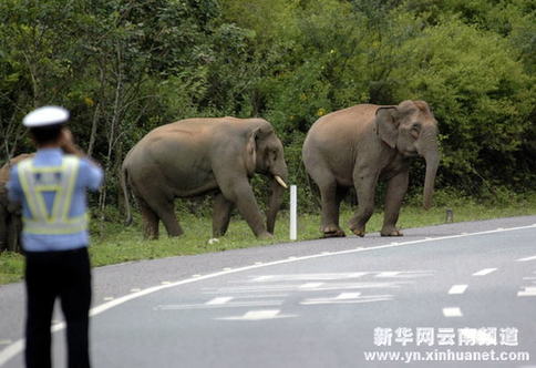 西双版纳野象徜徉高速公路