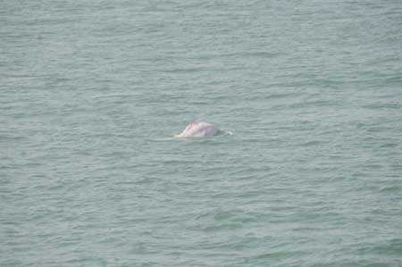 图片新闻：粉色鲸鱼在金厦海域轻松游弋