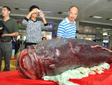 超百斤龙胆石斑鱼“惊现”福州