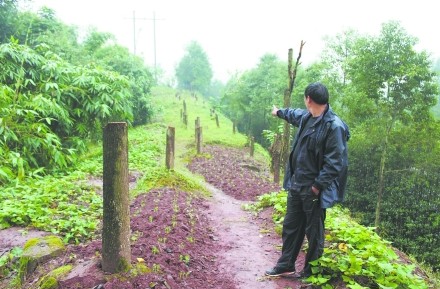 广安绿色长廊46棵香樟被腰斩 森林警介入调查