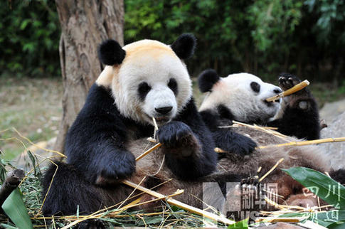 卧龙6只大熊猫月底赴广州助威亚运
