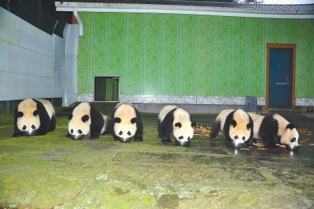 卧龙6只大熊猫月底赴广州助威亚运