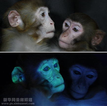 中国科学家在昆明成功培育出国内首例转基因猕猴