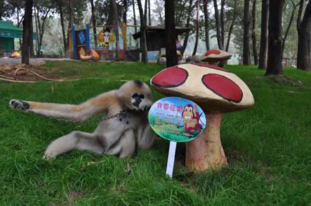 云南野生动物园的光棍动物全球征婚