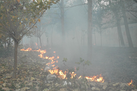 周口路边焚烧垃圾 火势蔓延危及百余树木