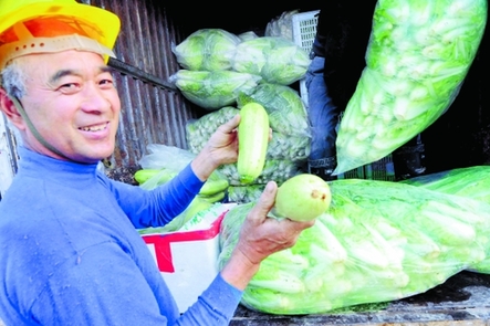 田头价贱无人问零售价却居高 “菜篮子”怎么啦