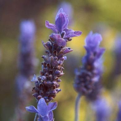 同性恋语言 lavender language