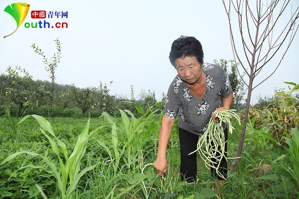 田桂荣：给抗日老兵超越血缘的人间大爱