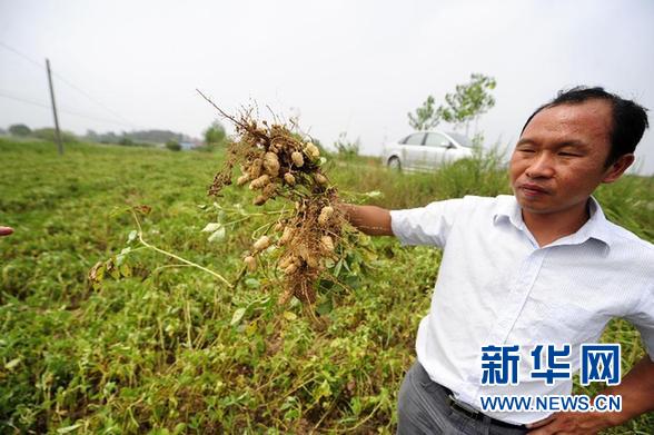 编钟故里湖北随州遭遇60年一遇特大干旱（图）