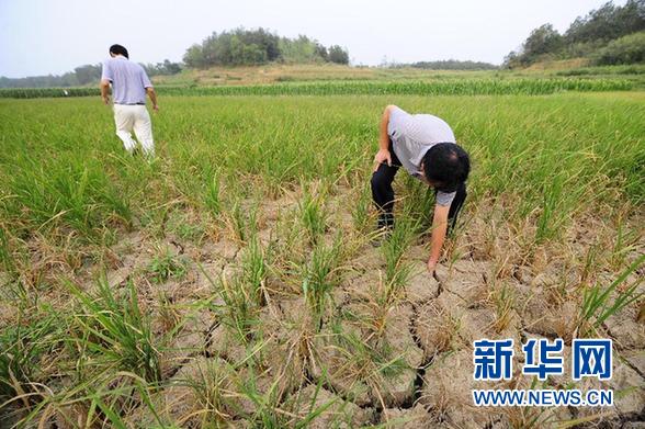 编钟故里湖北随州遭遇60年一遇特大干旱（图）