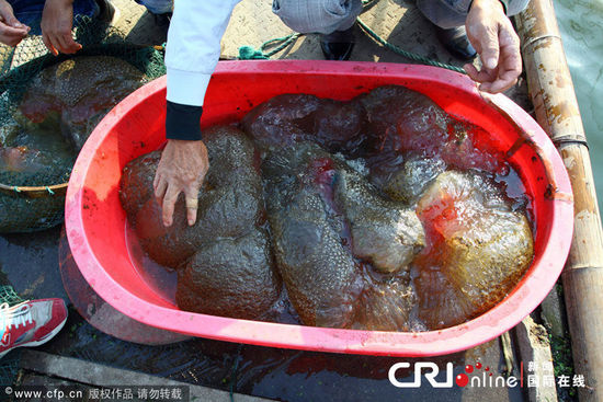 浙江一鱼塘出现不明水生物(高清组图)