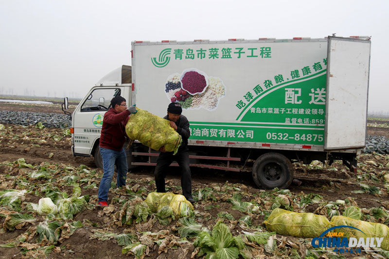 直击青岛多地大白菜滞销 爱心企业助推销售渠道