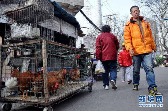 病前一周接触过禽类者为感染H7N9高危人群