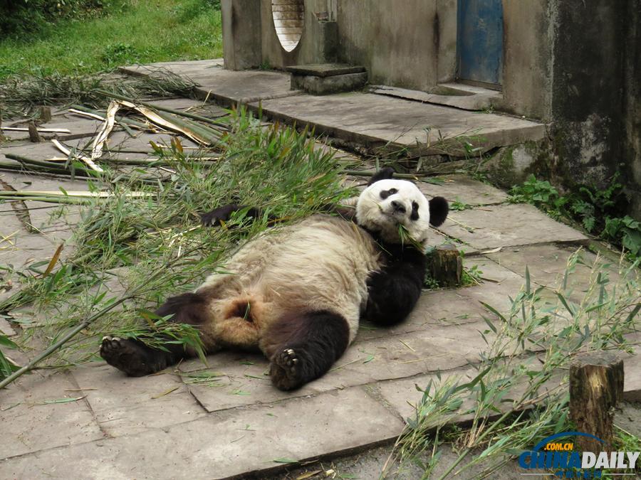 四川雅安：震后大熊猫生活恢复正常