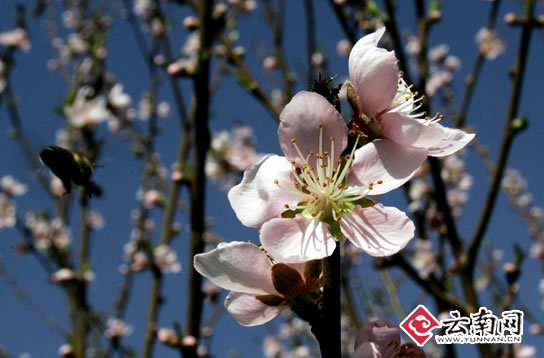 昆明春常在 美景处处现[组图]