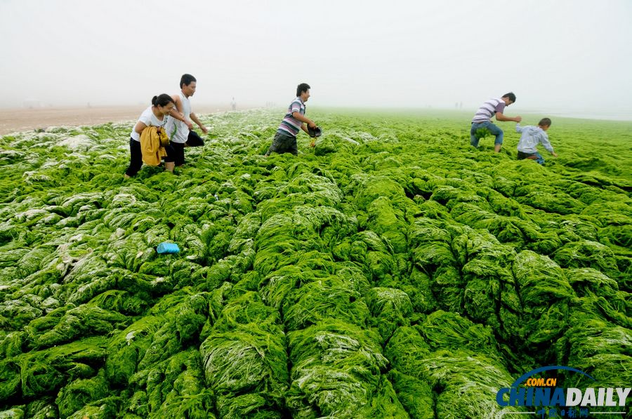 一起去青岛看草原！浒苔入侵海水浴场沙滩变草原