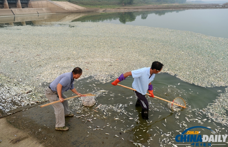 湖北武汉：府河40公里水道泛起成片死鱼