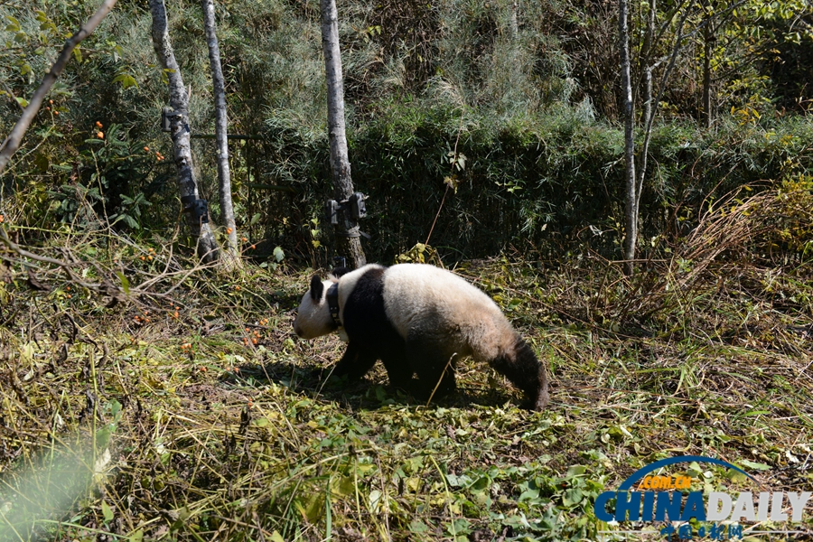 大熊猫“张想”野外放归山林