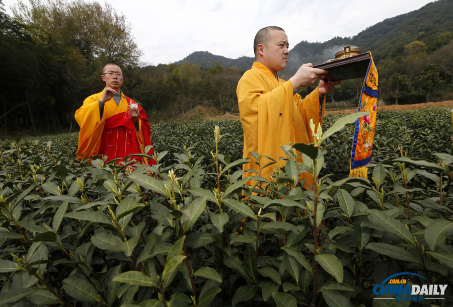 “法净禅茶”开始采摘