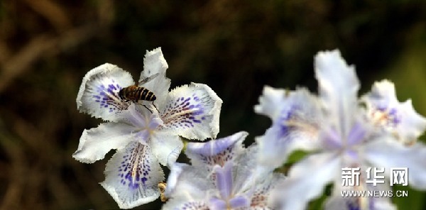 蝴蝶花开俏长沙