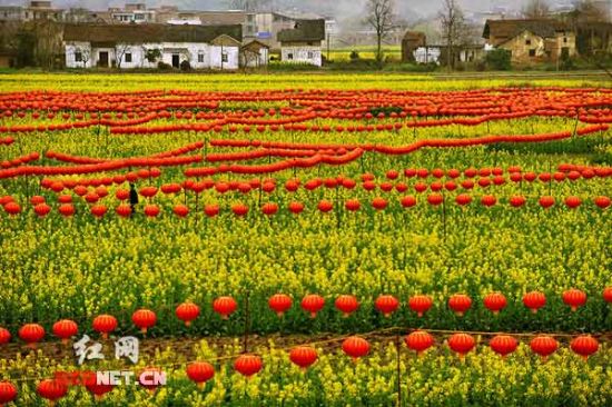 油菜花地6000盏灯笼拼成神农画像