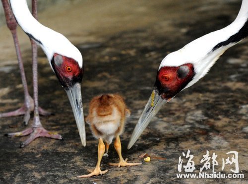 二级濒危保护动物白枕鹤 首次在闽孵化成功(图)