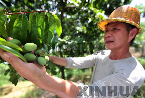 福建闽侯：橄榄大丰收 果农却发愁