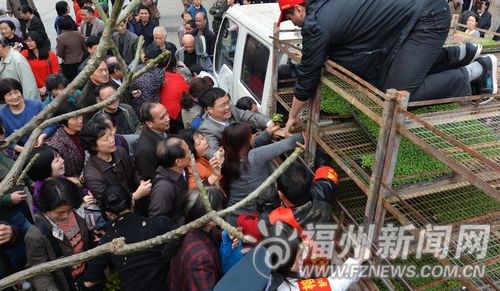 福州首次大规模免费赠花苗 市民2小时领走7万株