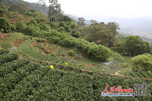 安溪全力打造宜居宜业宜商宜游的现代山水茶都