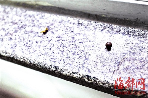 福州台江农贸市场常遭气枪击 18厘厚玻璃布满弹孔肇事者成谜