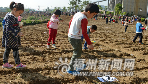 180个家庭种4千平方米油菜花　南江滨春节现花海