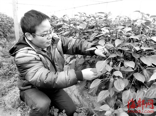 福建鲜辣椒在冬天称霸全国 每天上百吨供货市场