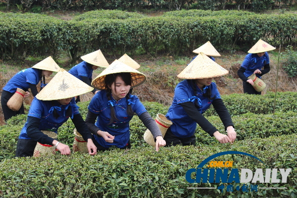 茗茶添香——福建的茶文化之旅