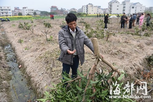 连江：千株果树一夜全被“腰斩” 损失30多万