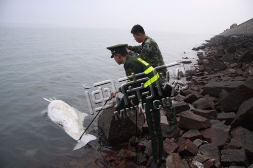 南安石井白海豚浮尸浅滩 警方怀疑人为捕捞杀害