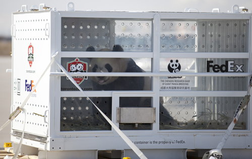 “联邦熊猫快递号”已安全抵达加拿大多伦多，“大毛”和“二顺”已送至加拿大动物园
