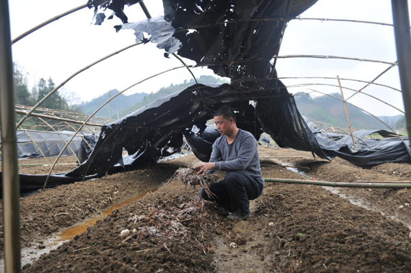 贵州10个县区遭受冰雹灾害 损失严重