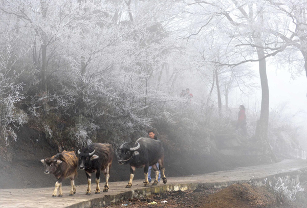 低温冻雨 贵阳部分地区成冰雪世界