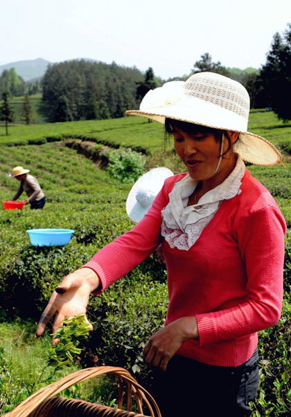 “西部茶海”采茶忙