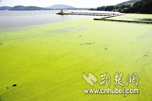 武汉东湖遭浮萍入侵