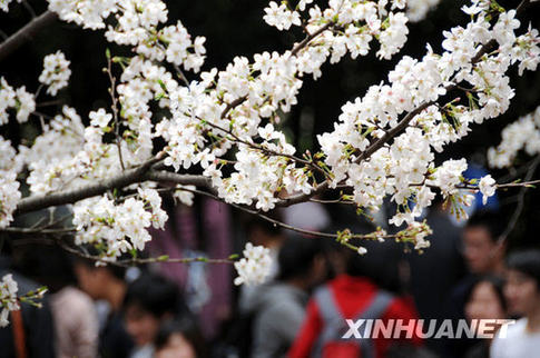 网友质疑武大靠樱花敛财 校办负责人回应(图)