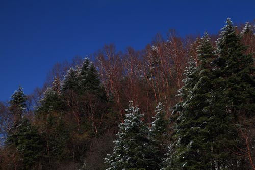 强冷空气致神农架骤降“桃花雪”