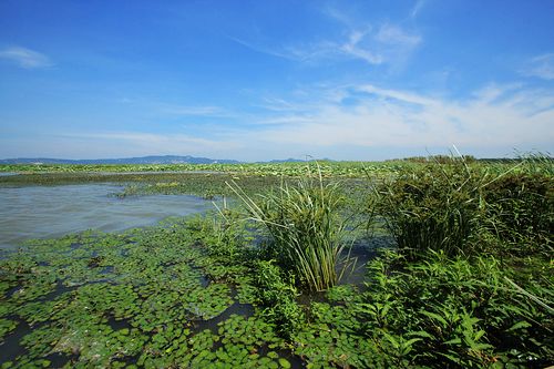 栖息乐土—洞庭湖湿地